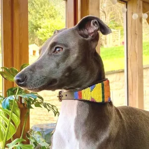 14" Luxury Beaded Leather Lurcher Dog Collar