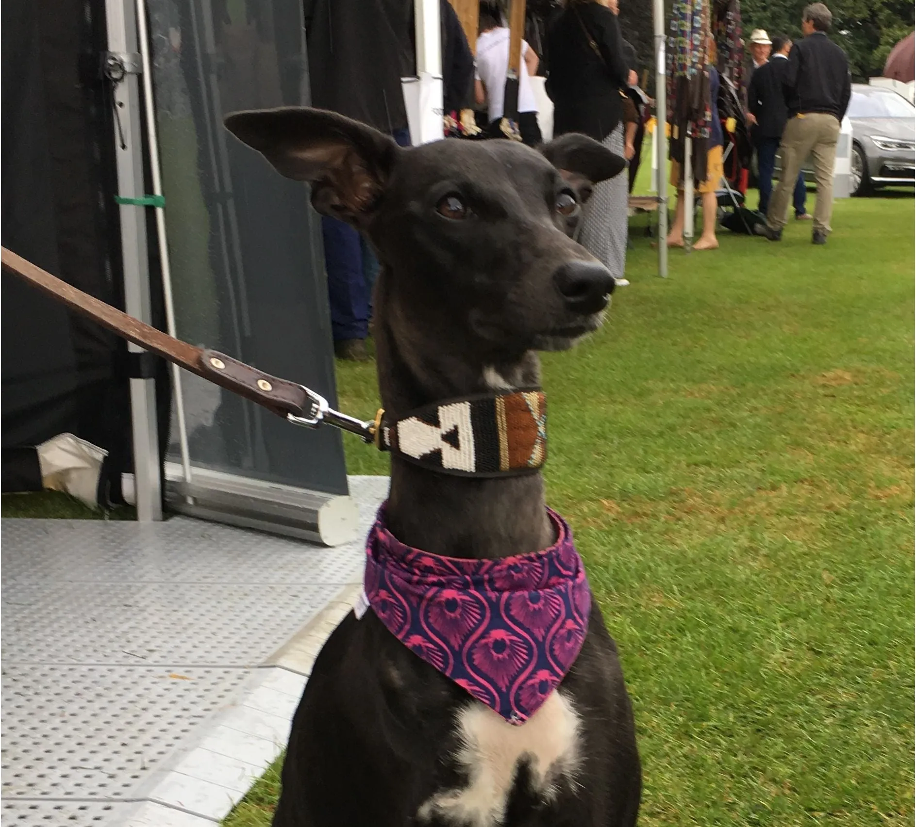 14" Luxury Beaded Leather Lurcher Dog Collar