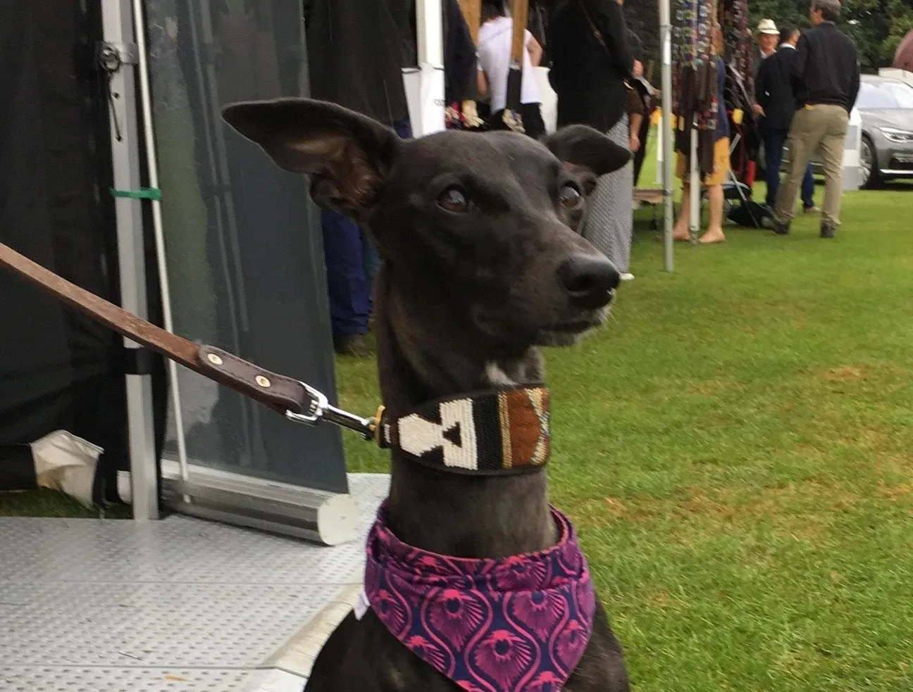 16" Luxury Beaded Leather Greyhound Dog Collar