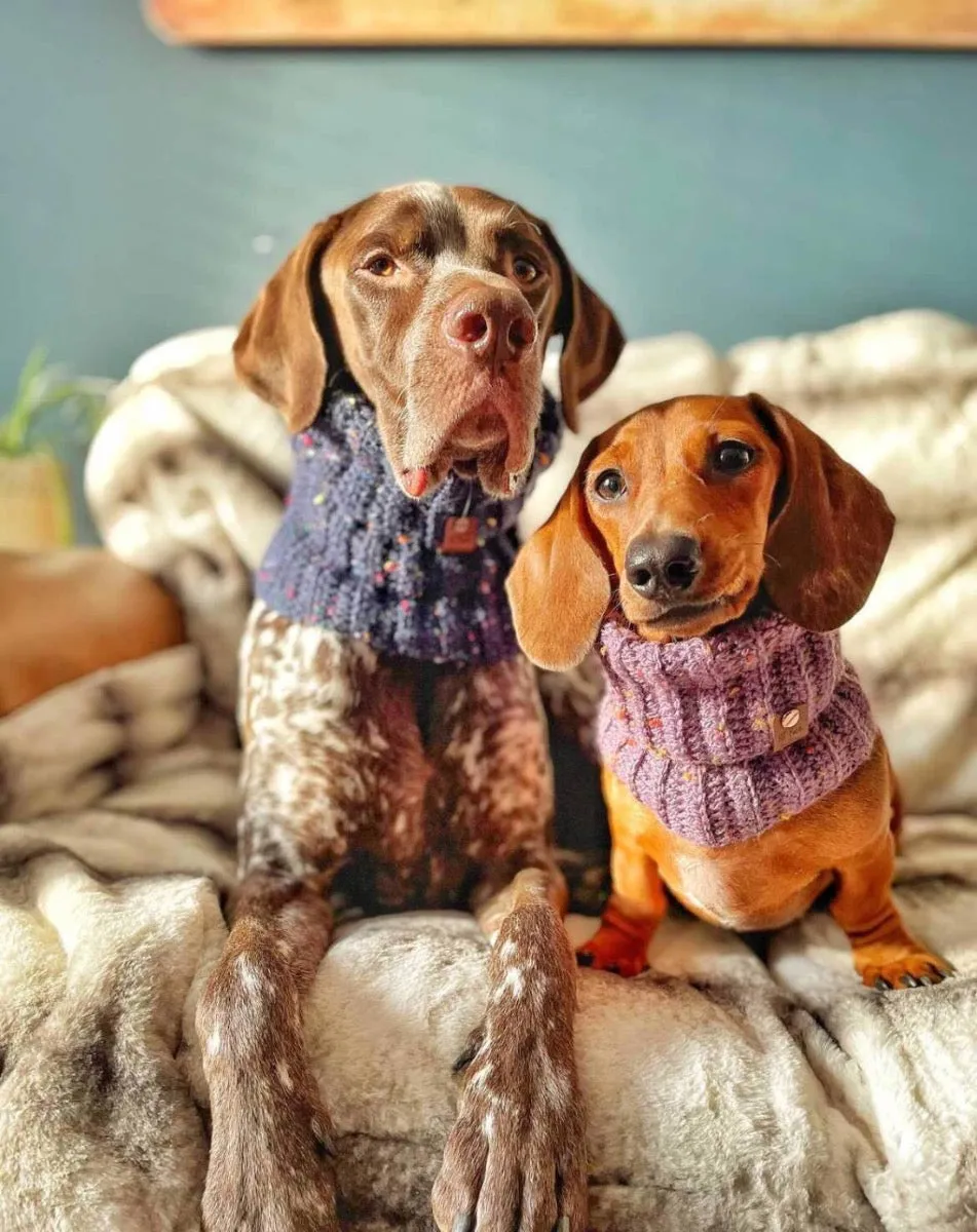 Blue Confetti Roll Top Snood For Dogs