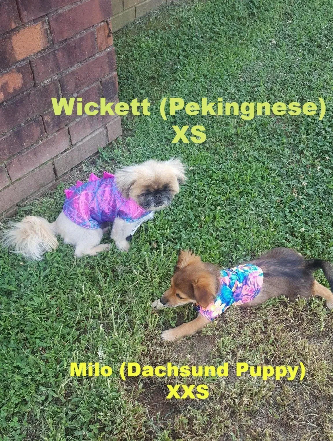 Blue Lightning Pet Shirt