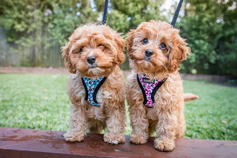 DOGUE Skull & Dogbones Harness
