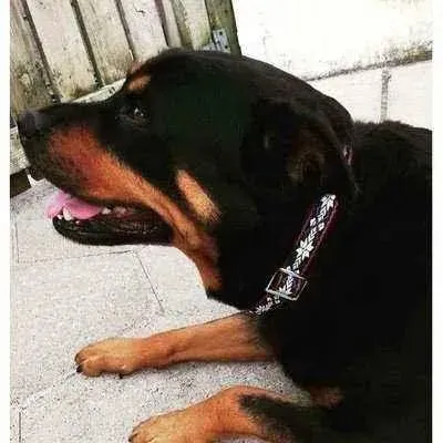 Finnigan's Fab Collar Set