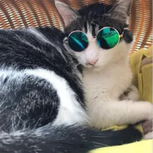 GoldCister Small Pet Dogs Cat Sunglasses Eye-w