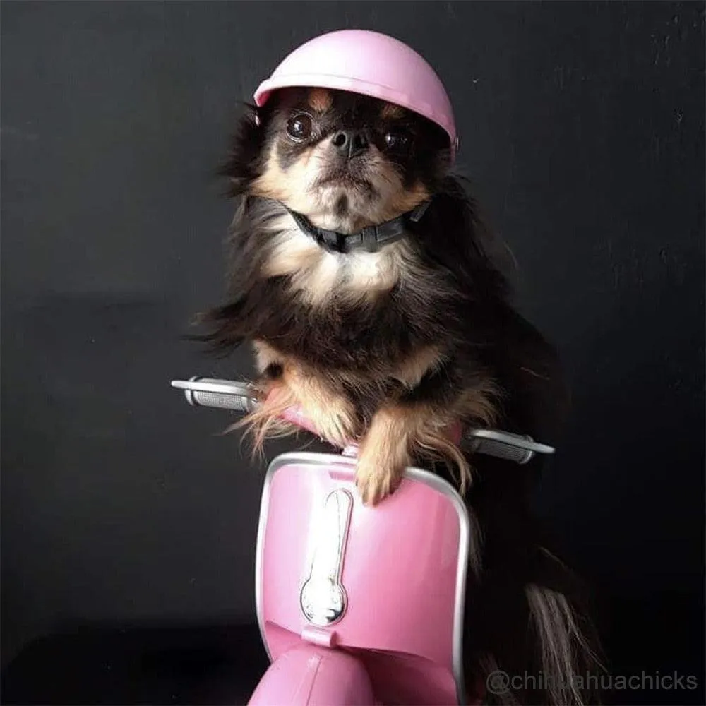 Small Pet Helmet and Sunglasses